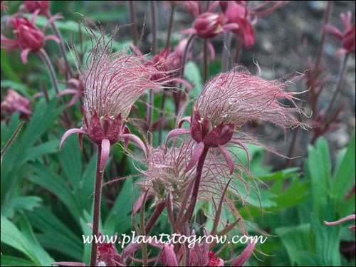 'Prairie Smoke' (Geum triflorum)  The fluffy nature of the fruit is created by the persistent styles that are attached to the seed.  This from of fruit is called an acheme.